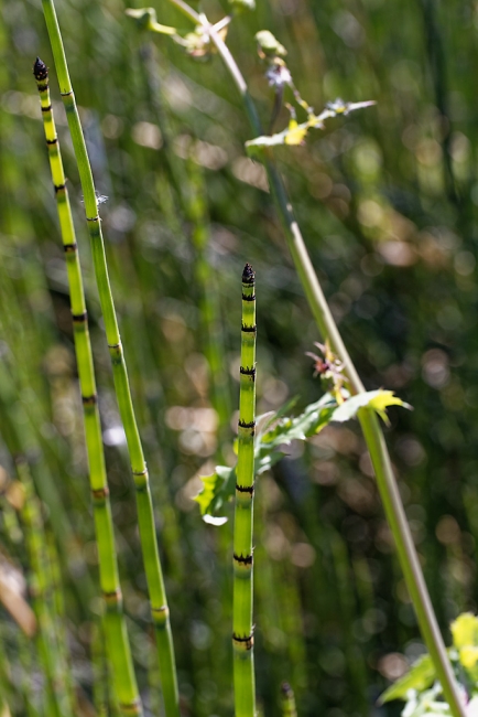 Jardin Botanique de la Bastide-046